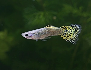 Guppy / Millionfish - lemon snakeskin male Guppy / Millionfish - lemon snakeskin male