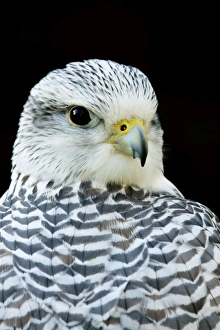 Gyr Falcon - Close up of pale phase adult bird Gyr Falcon - Close up of pale phase adult bird
