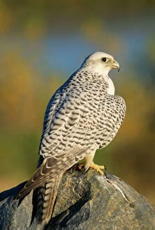 Images Dated 6th November 2007: GyrFalcon