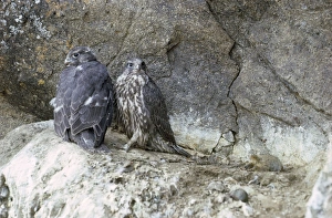 Gyrfalcon / Gyr Falcon - young on rock ledge Gyrfalcon / Gyr Falcon - young on rock ledge