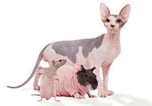 Bizarre Collection: Hairless Animals - Sphinx cat, rodent & rat