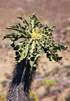 Images Dated 1st February 2005: Halfmen's Tree Endemic. Richersvelt National Park, South Africa
