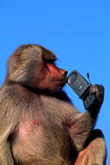 Images Dated 4th June 2014: Hamadryas Baboon - with mobile (cell) phone