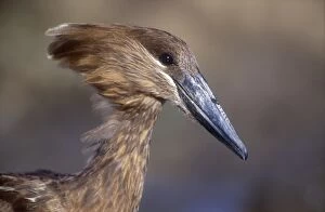 Hamerkop - Close up of head and face