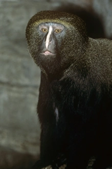 Hamlyn's Guenon / Owl-faced Monkey Hamlyn's Guenon / Owl-faced Monkey