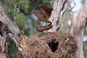 Hammerkop - at nest displaying