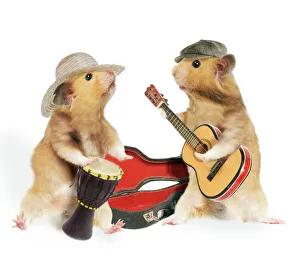 Hamsters - playing musical instruments Hamsters - playing musical instruments