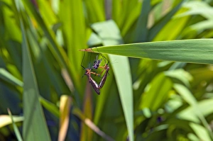 Hangingflies - mating while male presents female with a fly as a distraction Hangingflies - mating while male presents female with a fly as a distraction