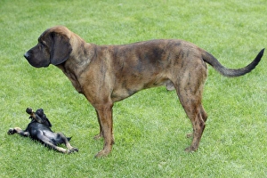Hanover Hound and Westfalen Terrier Puppy, two hunting dogs playing on garden lawn Hanover Hound and Westfalen Terrier Puppy, two hunting dogs playing on garden lawn