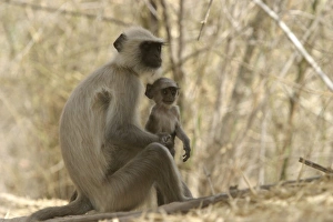 Hanuman / Grey / Common Langur monkeys - adult and young Hanuman / Grey / Common Langur monkeys - adult and young