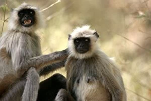 Images Dated 18th April 2003: Hanuman / Grey / Common Langur monkeys - grooming fur. Bandhavgarh NP, India