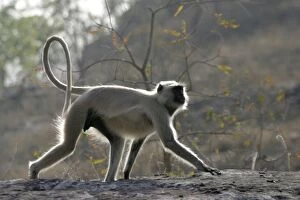 Images Dated 18th April 2003: Hanuman Langur Monkey. Bandhavgarh National Park - India