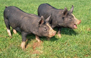 HAR-79 Berkshire PIGS - two young in field