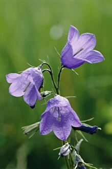 Images Dated 8th December 2010: Harebell - 3 Flowers