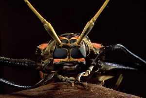 Images Dated 22nd December 2008: Harlequin Beetle - close-up