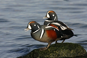 <b class=qtipBold><figcaption>Harlequin Duck</figcaption></b><br>JZ-2257 Harlequin Duck USA Histrionicus histrionicus Jim Zipp Please note that prints are for personal display purposes only and may not be reproduced in any way.<br><em>© Jim Zipp/ardea.com</em> Harlequin Duck