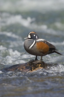 Harlequin Duck - Drake by fast flowing mountain stream Harlequin Duck - Drake by fast flowing mountain stream