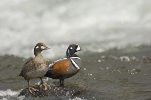 Harlequin Duck - Pair on fast flowing mountain stream Harlequin Duck - Pair on fast flowing mountain stream