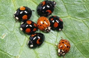 Harlequin LADYBIRD - Range of colour morphs Harlequin LADYBIRD - Range of colour morphs