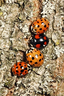 Harlequin Ladybirds - 4 gathering in autumn on tree stem, before hibernation Harlequin Ladybirds - 4 gathering in autumn on tree stem, before hibernation
