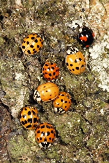 Harlequin Ladybirds - gathering in autumn on tree stem, before hibernation Harlequin Ladybirds - gathering in autumn on tree stem, before hibernation