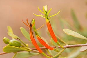 Harlequin Mistletoe - yellow and red coloured blossoms in full bloom Harlequin Mistletoe - yellow and red coloured blossoms in full bloom