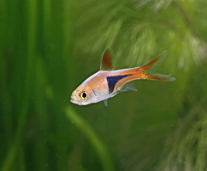 Harlequin rasbora / Purple harlequin - side view, tropical freshwater Harlequin rasbora / Purple harlequin - side view, tropical freshwater