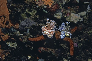 Harlequin Shrimp - These amazing shrimp are generally found in pairs living on a Linckia Harlequin Shrimp - These amazing shrimp are generally found in pairs living on a Linckia