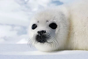 Harp Seal - baby