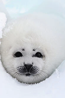 Images Dated 12th March 2008: Harp Seal - pup. Madeleine Island - Quebec - Canada