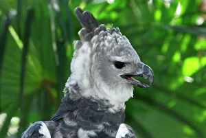 Images Dated 10th February 2006: Harpy Eagle Belize