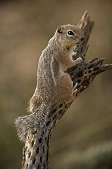 Harris Antelope Squirrel / Yuma Antelope Squirrel Harris Antelope Squirrel / Yuma Antelope Squirrel