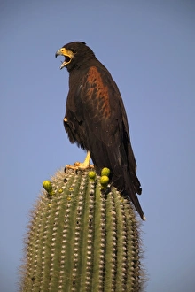 Harris Hawk - Adult with mouth open, on saguaro cactus Harris Hawk - Adult with mouth open, on saguaro cactus
