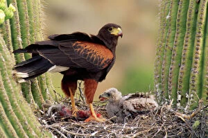 HARRIS HAWK - on nest in saguaro cactus, with chicks