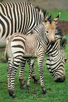 Hartmann Mountain Zebra - foal / colt Hartmann Mountain Zebra - foal / colt