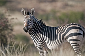 Hartmanns mountain zebra - close view of adult Hartmanns mountain zebra - close view of adult