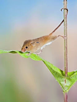 Harvest mice - on teasel using tail to cimb