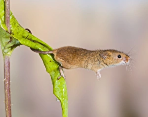 Harvest mice - on teasel - using tail to grip Harvest mice - on teasel - using tail to grip