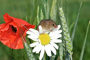 Harvest Mouse - climbing on daisies and poppies