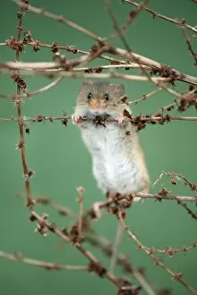 Harvest Mouse - climbing between stalks of Dock plant