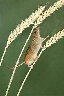 Harvest Mouse - climbing between wheat stalks using prehensile tail to balance Harvest Mouse - climbing between wheat stalks using prehensile tail to balance