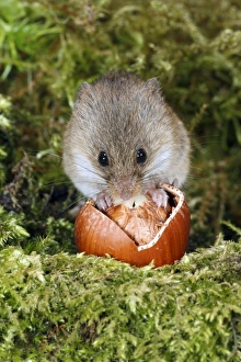 Harvest Mouse - feeding on hazel nut Harvest Mouse - feeding on hazel nut