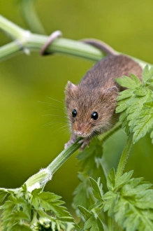 Harvest mouse - showing use of prehensile tail - on stem of cow parsley Harvest mouse - showing use of prehensile tail - on stem of cow parsley