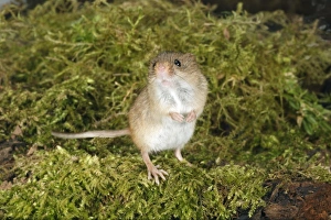 Harvest Mouse - standing on back legs, alert Harvest Mouse - standing on back legs, alert