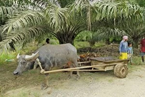 Images Dated 28th November 2007: Harvest of oilpalms - Trailer being carried by beast