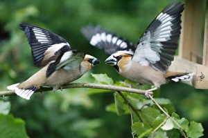 Hawfinch, 2 birds fighting over food Hawfinch, 2 birds fighting over food