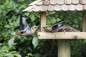 Hawfinch, 2 birds squabbling at food station Hawfinch, 2 birds squabbling at food station