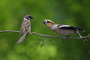 Hawfinch and Tree Sparrow (Passer montanus), fighting on branch Hawfinch and Tree Sparrow (Passer montanus), fighting on branch