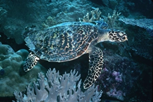 Hawksbill Turtle - Small species of turtle, often seen eating sponges Hawksbill Turtle - Small species of turtle, often seen eating sponges