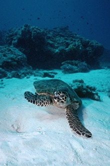 Hawksbill Turtle - Turtles can be inquisitive and swim close to divers Hawksbill Turtle - Turtles can be inquisitive and swim close to divers